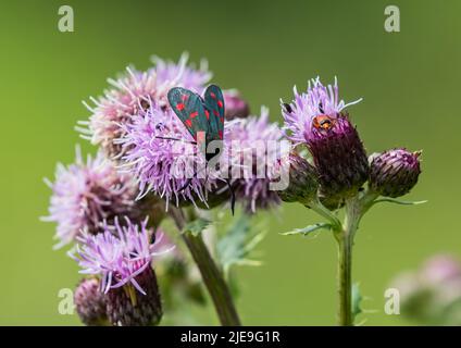 Una caratteristica gemma Burnett a sei punti ( Zygaena filipendulae ) su una testa a maglia viola . Suffolk, Regno Unito. Foto Stock