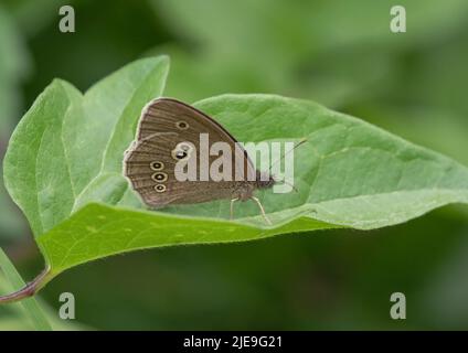 Un Ringlet Butterfly (Aphantopus hyperantus) bilanciato su una grande foglia verde Suffolk, Regno Unito. Foto Stock