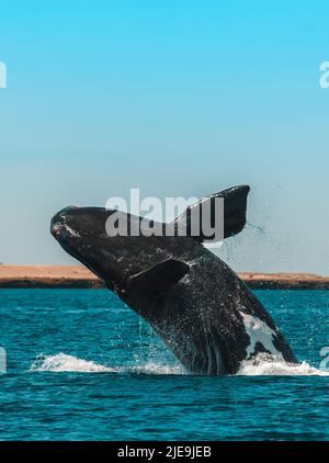 Salto di balene a destra , Eubalaena Autralis, Glacialis, Patagonia , Peninsula Valdes, Patagonia, Argentina. Foto Stock