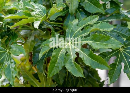 Foglia verde di fatsia japonica. Foglie di Aralia giapponese in giardino. Primo piano Foto Stock