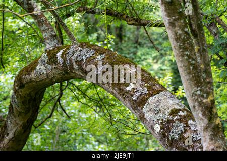 lichen su un tronco di albero curvo malato coperto di scala di fungo in una foresta selvaggia Foto Stock