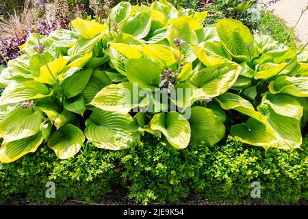 Hosta è un genere di piante comunemente noto come hostas, gigli di plantain e, occasionalmente, con il nome giapponese gibōshi. Hostas coltivato come ombra amorevole Foto Stock