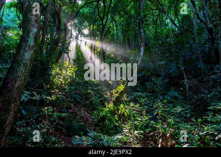 Raggi di luce del sole che si infrangono attraverso gli alberi e la fitta vegetazione della foresta pluviale brasiliana nello stato di Rio de Janeiro Foto Stock