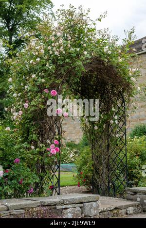 Un arco di pergola con belle rose rosa e bianche che crescono su di esso, in un giardino pub a Blanchland, Northumberland, Regno Unito. Foto Stock