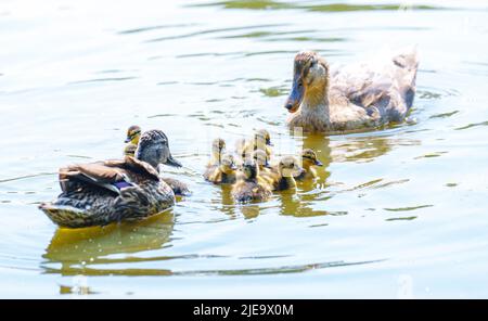 Anatra con i suoi pulcini del bambino su Juni 25, 2022 a Nieblum vicino Wyk, Isola di Foehr, Germania. © Peter Schatz / Alamy Foto d'archivio Foto Stock