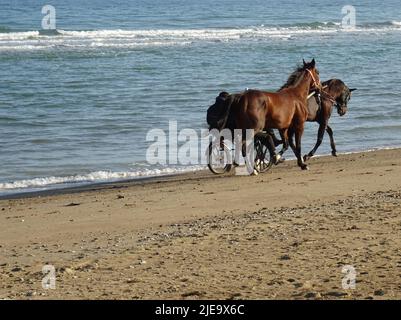 allenando un cavallo con un buggy sulla spiaggia vicino all'oceano in normandia francia Foto Stock