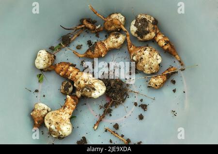 Carciofi di Gerusalemme appena raccolti, Sunchoke, in una ciotola Foto Stock