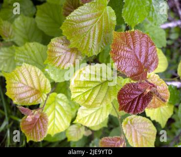 Vista dall'alto di nuove foglie fresche di Corylus avellana albero di Hazel comune in primo piano Foto Stock