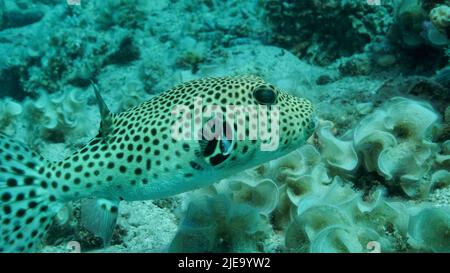 Mar Rosso, Egitto. 26th giugno 2022. Il primo piano di pesci Pufferfish nuota vicino alla barriera corallina. Blackspotted Puffer (Arothron stellatus), Mar Rosso, Egitto (Credit Image: © Andrey Nekrasov/ZUMA Press Wire) Foto Stock