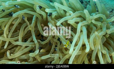 Mar Rosso, Egitto. 26th giugno 2022. Il pesce pagliaccio e la scuola di damigella nuotano su Bubble Anemone. Anemonefish del Mar Rosso (anemonefish di Amphiprion bicinctus) e pesci di damigella del Domino (Dascyllus trimaculatus), Mar Rosso, Egitto (immagine di credito: © Andrey Nekrasov/ZUMA Press Wire) Foto Stock