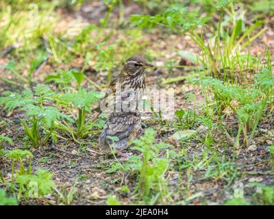 L'uccello di legno Redwing, Turdus iliacus, nutre il pulcino di lombrichi sul terreno. Un pulcino adulto ha lasciato il nido ma i suoi genitori continuano a prendersi cura o Foto Stock