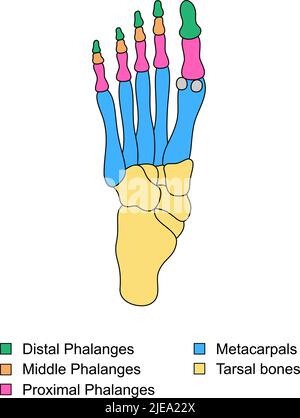 Anatomia delle ossa del piede con descrizioni. Diagramma educativo dell'organo interno. Falangi distali, prossimali e mediani, metacarpale, parti di ossa tarsali. Illustrazione Vettoriale