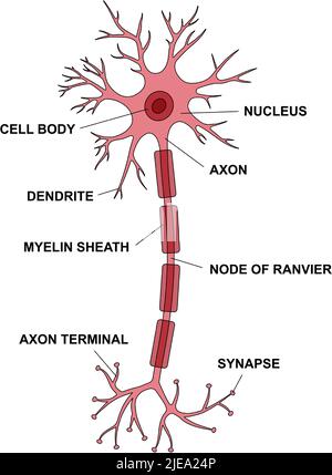 Anatomia del neurone con descrizione delle parti principali. Illustrazione della struttura di una cellula neuronale. Sinapsi, strato di mielina, cellula, nucleo, assone e schema dendriti. Illustrazione Vettoriale