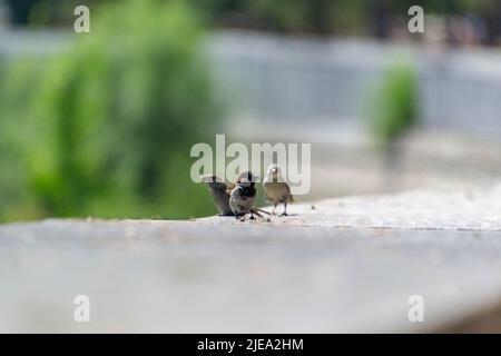 Sparrow. Ave. I passeri marroni volano sul fiume Manzanares a Madrid Río, un parco nella città di Madrid, in Spagna. Europa. Fotografia Foto Stock