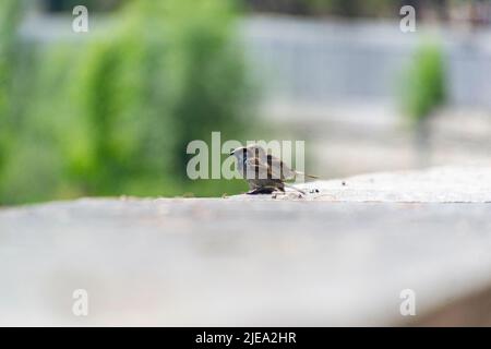 Sparrow. Ave. I passeri marroni volano sul fiume Manzanares a Madrid Río, un parco nella città di Madrid, in Spagna. Europa. Fotografia Foto Stock