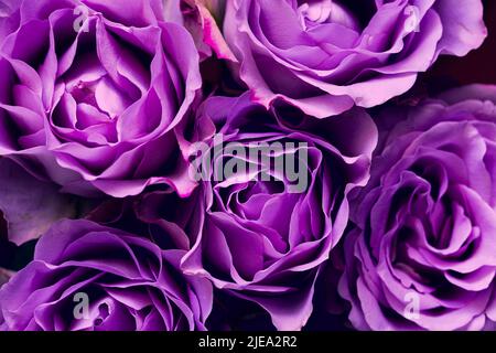 rosa violetta con gocce di rugiada Foto Stock