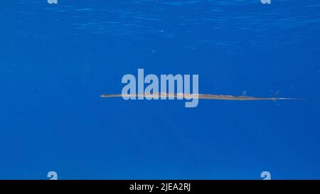 Mar Rosso, Egitto. 26th giugno 2022. I pesci Cornetfish nuotano sotto la superficie dell'acqua sotto il sole. Cornetfish (Fistularia commersonii), Mar Rosso, Egitto (Credit Image: © Andrey Nekrasov/ZUMA Press Wire) Foto Stock