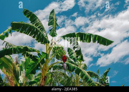 Mazzo di frutti di banana su palma, che cresce nel giardino. Foto Stock