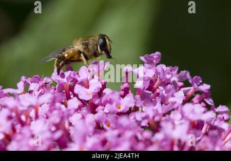 Myathropa florae Hoverfly True Flies raccolta Nectar da Pink Buddhleia Davidii Foto Stock