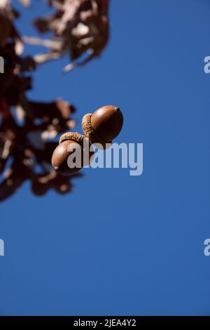 Calare ghiande da Oak Tree fine autunno, e USA, Carol Dembinsky/Dembinsky Photo Assoc Foto Stock