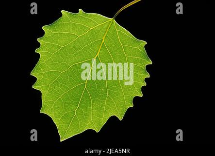 Aspen (Populus grandidentata) N. America, foglia estiva, di Dembinsky Photo Assoc Foto Stock