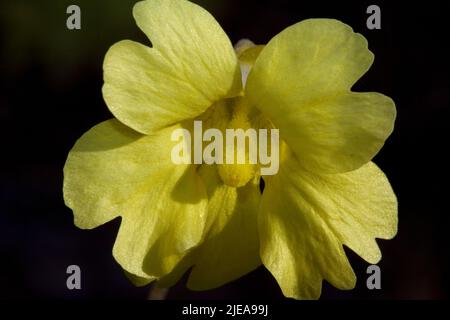 Butterwort giallo (Pinguicula lutea), Mississippi, USA, di Carol Dembinsky/Dembinsky Photo Assoc Foto Stock