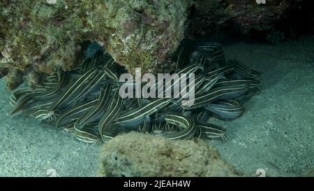 Mar Rosso, Egitto. 26th giugno 2022. Scuola di Catfish Striped si nascondono all'interno di una grotta di corallo. Pesce gatto con anguilla a righe (Plotosus lineatus), primo piano. Mar Rosso, Egitto (Credit Image: © Andrey Nekrasov/ZUMA Press Wire) Foto Stock