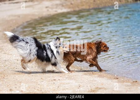 Un cucciolo shetland sheepdog sulla spiaggia, giocando con un cavalier re Carlo Foto Stock