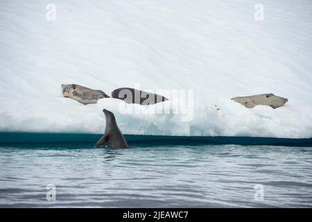 Le foche del Crabbeater su un Iceberg vicino alla penisola antartica delle Isole Yalour Foto Stock