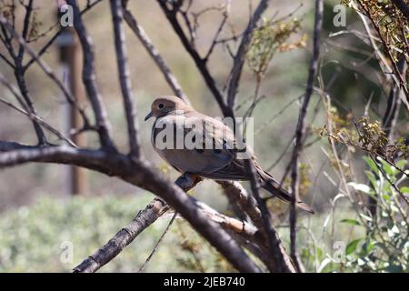 Colomba di lutto o Zenaida macroura che si aggira in un piccolo albero al ranch d'acqua Ripariano in Arizona. Foto Stock