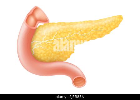 Pancreas, anatomia interna umana dell'organo vettore Illustrazione su sfondo bianco, disegno piatto Illustrazione Vettoriale