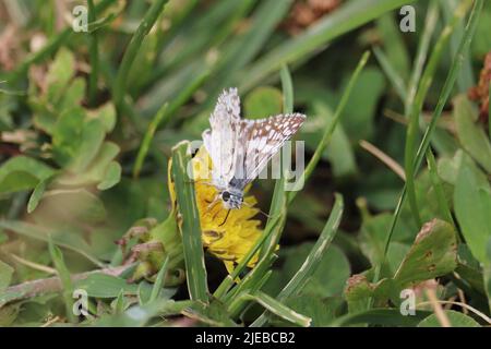 Skipper a scacchi o Pyrgus communis che si nutrono di un fiore di dente di leone al Green Valley Park a Payson, Arizona. Foto Stock