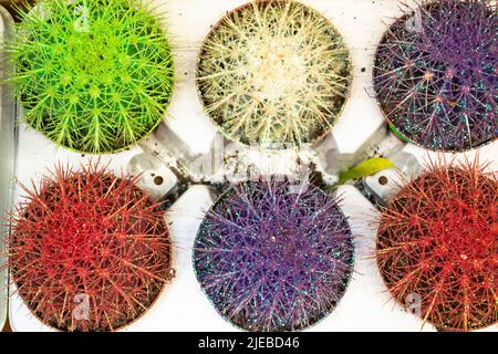 Set di varie piante colorate di cactus. Gruppo di piccoli cactus a giacitura piatta Foto Stock