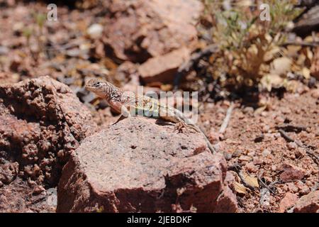 Lucertola senza orecchio maschile grande adulto o Cophosaurus texanus sole su roccia in Rumsey Park, Payson, Arizona. Foto Stock