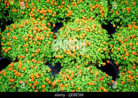 Piante di ciliegi invernali in vaso o Jerusalem Cherry solanum pseudocapsicum, in un negozio di fiori. Ombra notturna con frutta rossa e verde. Arbusto di corallo. P Foto Stock