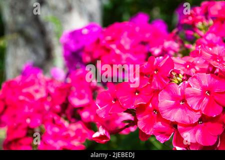 Annuale phlox drummondii in giardino, fiori luminosi da vicino Foto Stock