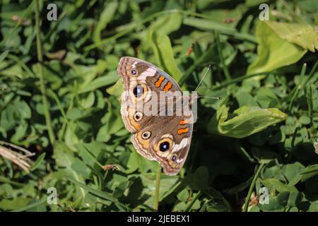 Comune Buckeye o Junonia coenia che riposa a terra al Green Valey Park a Payson, Arizona. Foto Stock