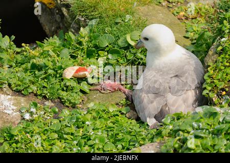 Dead Fulmar Chick accanto ad adulto sulla scogliera Ledge, Orkney Isles Foto Stock