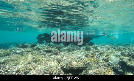 Mar Rosso, Egitto. 26th giugno 2022. Donna in attrezzatura subacquea che nuota sulla superficie dell'acqua e guarda su una zattera di pesce Sailfin Tang. Una donna che fa snorkeling nuota sott'acqua e guarda al mondo sottomarino. Red SEA Egypt (Credit Image: © Andrey Nekrasov/ZUMA Press Wire) Foto Stock