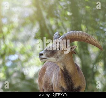 Mouflon cipriota maschio con corna grandi. Testa ripresa ravvicinata, sfondo morbido, spazio di copia Foto Stock