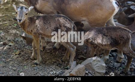 I mouflon del bambino si avvicinano. I mufloni ciprioti sono specie in pericolo, quasi cacciate all'estinzione nel corso del 20th secolo Foto Stock