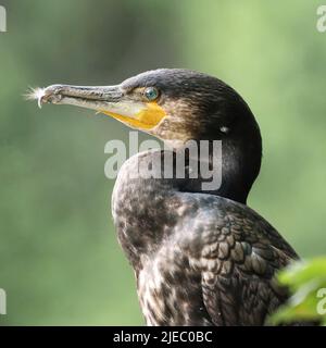 Cormorano giovanile a Rhodes Fishing Lodges, Middleton Foto Stock
