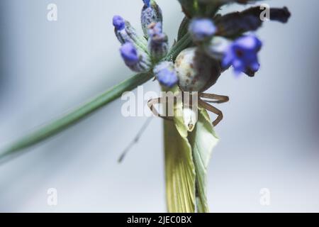 un ragno di granchio sta mangiando una farfalla bianca di cavolo, seduta su un fiore. Foto Stock