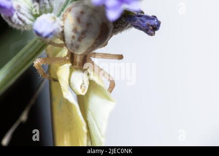 un ragno di granchio sta mangiando una farfalla bianca di cavolo, seduta su un fiore. Foto Stock