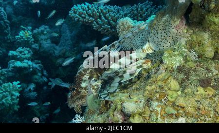 Mar Rosso, Egitto. 26th giugno 2022. Grande zampillo di damselfish di Miry (Neopomacentrus miryae) nuota vicino alla barriera corallina, Lionfish Rosso (Pterois volitans) giace sulla barriera corallina e guarda sulla scuola di pesce. Mar Rosso, Egitto (Credit Image: © Andrey Nekrasov/ZUMA Press Wire) Foto Stock