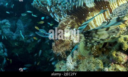 Mar Rosso, Egitto. 26th giugno 2022. Grande zampillo di damselfish di Miry (Neopomacentrus miryae) nuota vicino alla barriera corallina, Lionfish Rosso (Pterois volitans) giace sulla barriera corallina e guarda sulla scuola di pesce. Mar Rosso, Egitto (Credit Image: © Andrey Nekrasov/ZUMA Press Wire) Foto Stock