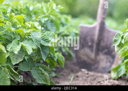 Pala sullo sfondo di cespugli di patate. Raccolta. Agricoltura. Scavando un giovane tubero di patate dal suolo, raccogliendo patate in una fattoria. Ha Foto Stock