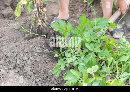 Raccogliendo patate dal suolo. Patate appena scavate o raccolte su terreno marrone ricco. Patate biologiche fresche al suolo in un campo in un d'estate Foto Stock