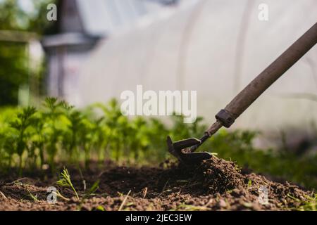 Letti di sarchiatura con piante agricole che crescono in giardino.  Controllo delle erbacce e degli infestanti in giardino. Terreno coltivato  in primo piano Foto stock - Alamy