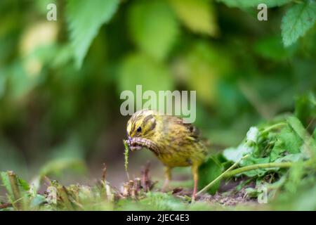 Un fuoco selettivo di giallo con sfondo verde in giardino. L'uccello piccolo raccoglie gli insetti per alimentare i pulcini Foto Stock